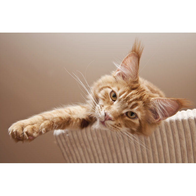 Maine Coon Kitten by Gornostaj - Wrapped Canvas Print, 30cm H x 46cm W