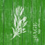 Sauge - impression sur toile tendue