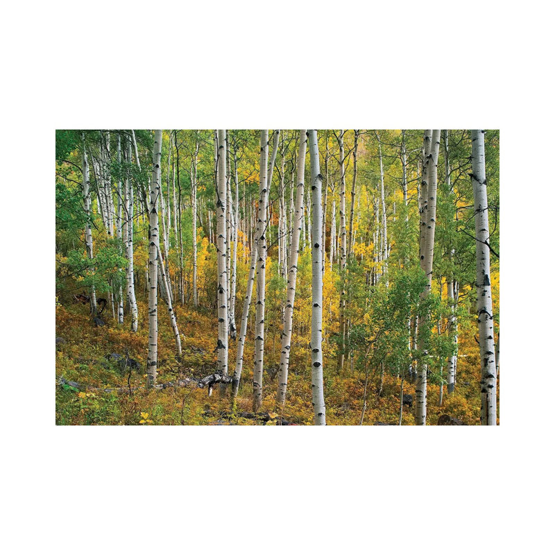 Quaking Aspen Forest, Colorado I 1 Piece Wrapped Canvas Wall Art, 66.04 cm H x 45.72 cm W x 1.91 cm D