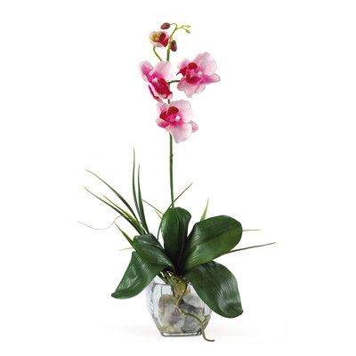Orchids Arrangement