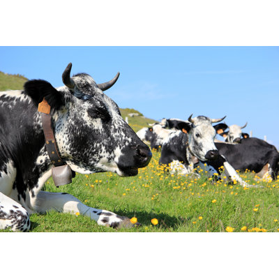 Cows - Wrapped Canvas Print