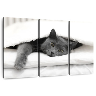 Chat paresseux
