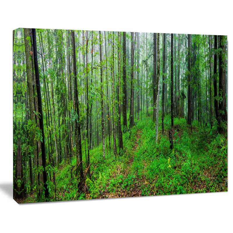 «Green Wild Forest with Dense Trees», reproduction de photo sur toile tendue, H 8 po x l 12 po x P 1 po