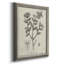 «Antique Black & White Botanical VIII», reproduction d'art sur toile encadrée-1545731141