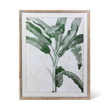 Plants & Flowers