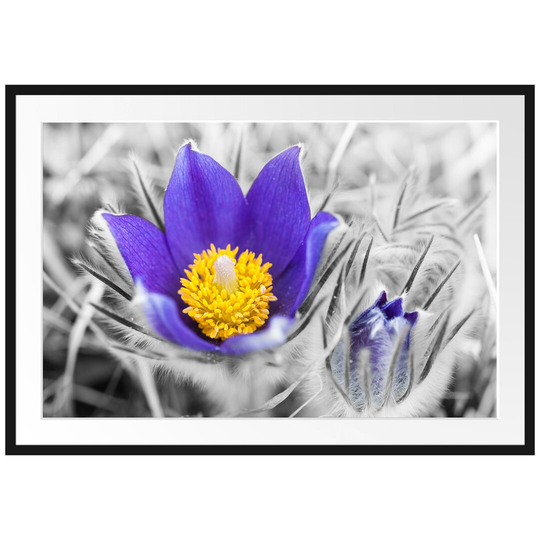 Gerahmter Grafikdruck Crocuses in Bloom