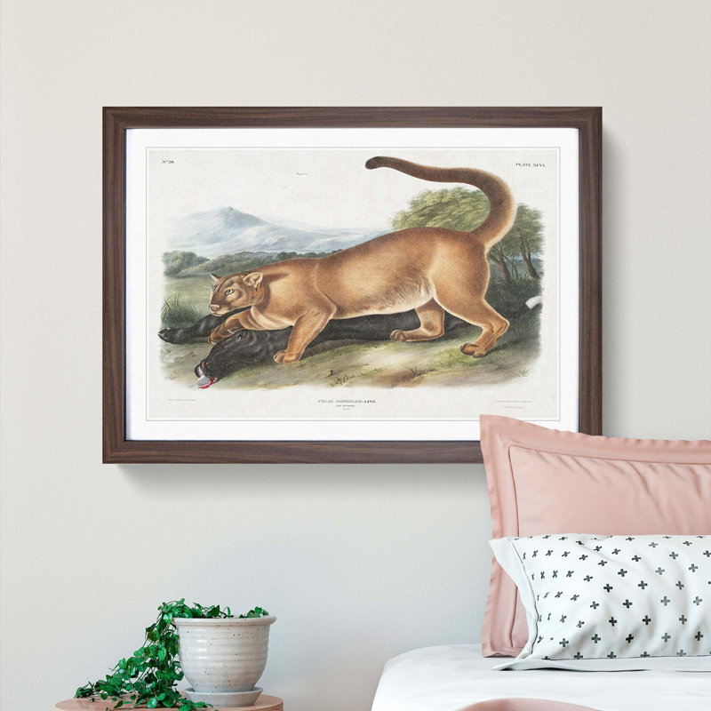 Cougar by J.W. Audubon - Picture Frame Painting Print, 48cm H x 65cm W x 2cm D, Walnut Framed