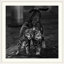«Straub 'Alley Cats in Love», reproduction de photo