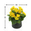 Arrangement floral bégonia-813824248-920028642