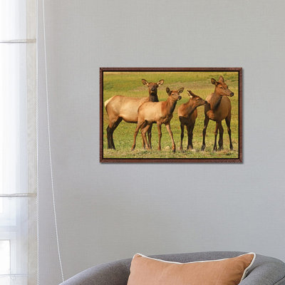 Elk Cows And Calves by Brian Wolf - Gallery-Wrapped Canvas Giclée on Canvas