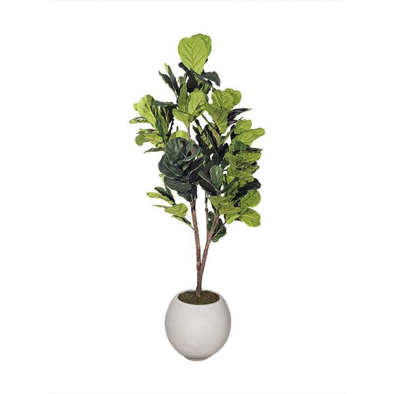 Figuier 7 pi Natural Touch