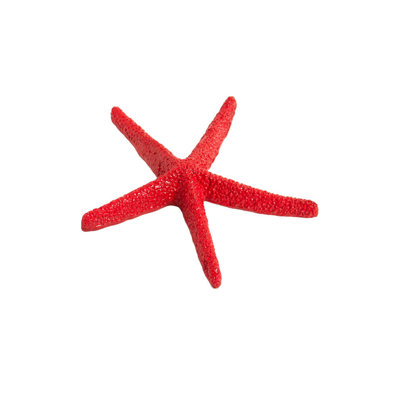 Large Starfish