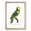 A Yellow-Shouldered Parrot by F. Levaillant - Framed Print-55457683-55457686