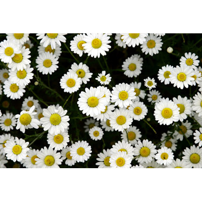 «Daisy» par Phottoman - Photographie sur toile tendue