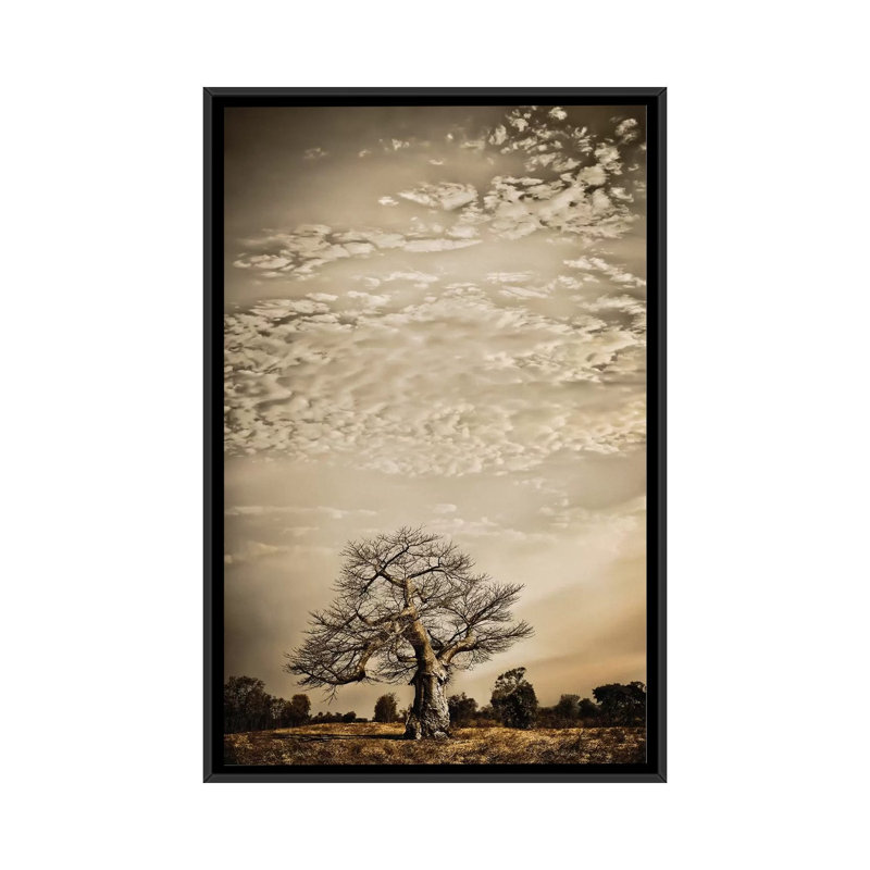 Baobab Hierarchy I by Klaus Tiedge - Print on Canvas, Black Framed, 152.5 cm H x 101.5 cm W