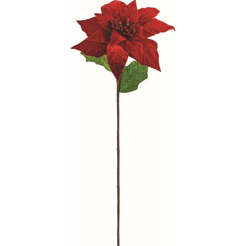 Tige de poinsettia