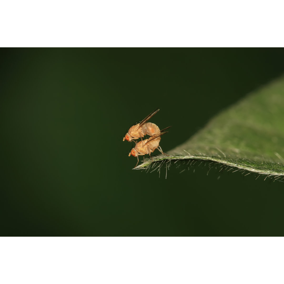 Insekten von Lnzyx - Drucken