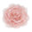 Rose pêche