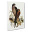 Australian Goshawks by Elizabeth Gould - Wrapped Canvas Painting-55367354