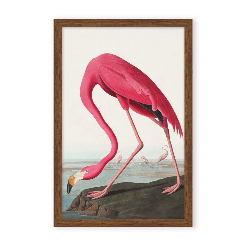 Coastal Retreat Pink Flamingo II From Birds Of America (1827), 24" H x 16" W x 2.375" D, Framed Canvas, Beige