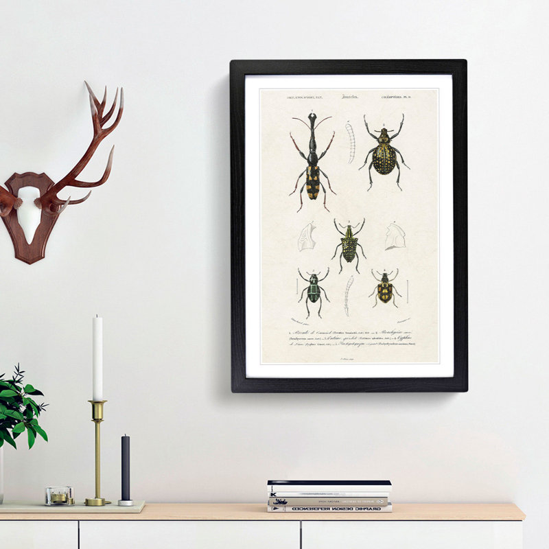 Beetle Illustrations PL.9 by Charles D'Orbigny - Single Picture Frame Print, 45cm H x 33cm W x 2cm D, Black Framed