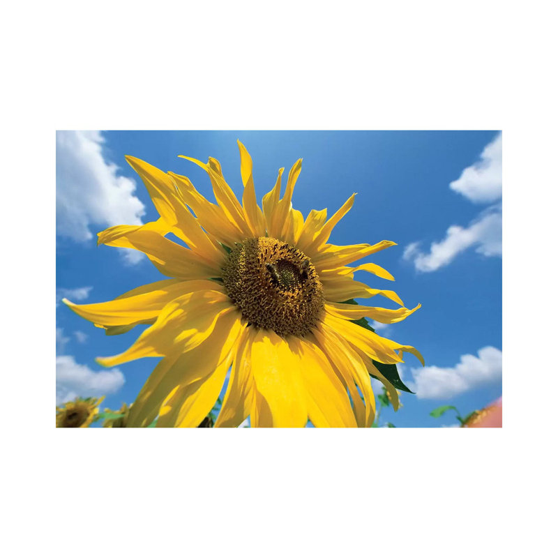 Common Sunflower With Blue Sky And Clouds I by Konrad Wothe - Wrapped Canvas Print, 66.04 cm H x 45.72 cm W