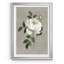 Rose botanique - reproduction d'art encadrée-26800952-26800953