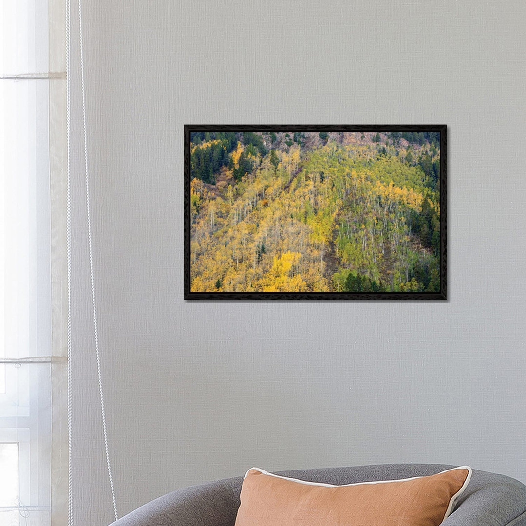 Aspens In Autumn von Bill Sherrell - Galerie-verpackte Leinwand Giclée auf Leinwand