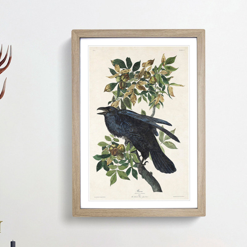Raven by John Audubon - Picture Frame Painting Print, 65cm H x 48cm W x 2cm D, Oak Framed