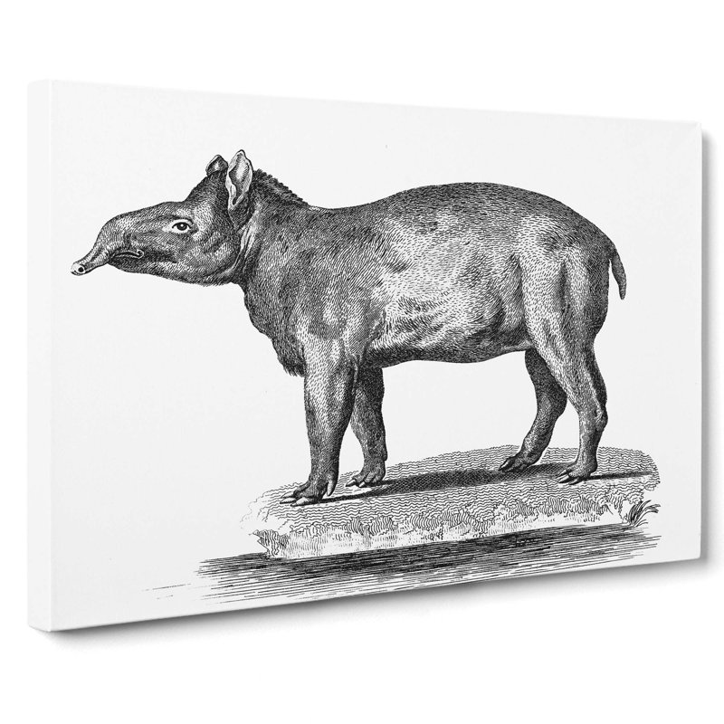 Tapir In Black & White by George Shaw - Wrapped Canvas Print, 50cm H x 76cm W x 3cm D