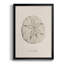 Shore Treasure Study III, reproduction encadrée de qualité supérieure - prête à être accrochée-88100505-88100502
