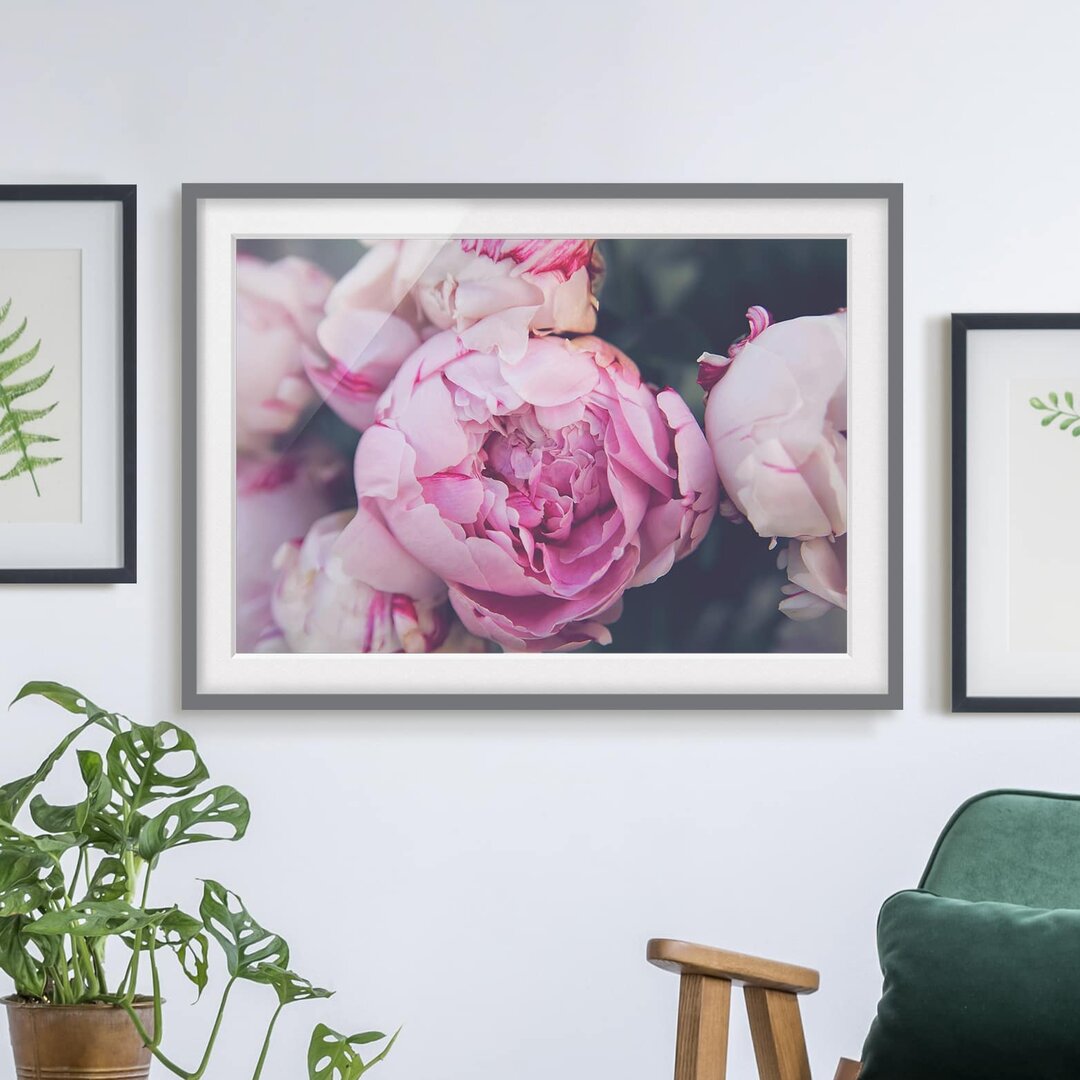 Gerahmtes Poster Peony Blossom Shabby