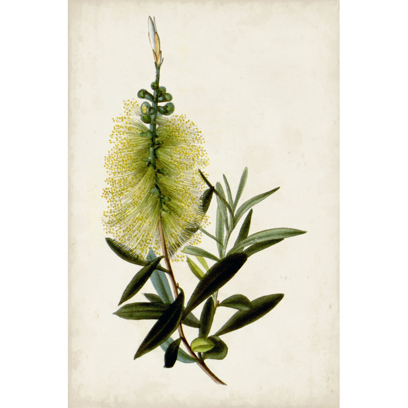 Bottle Brush Flower IV by John Miller - Wrapped Canvas Painting, 46cm H x 30cm W