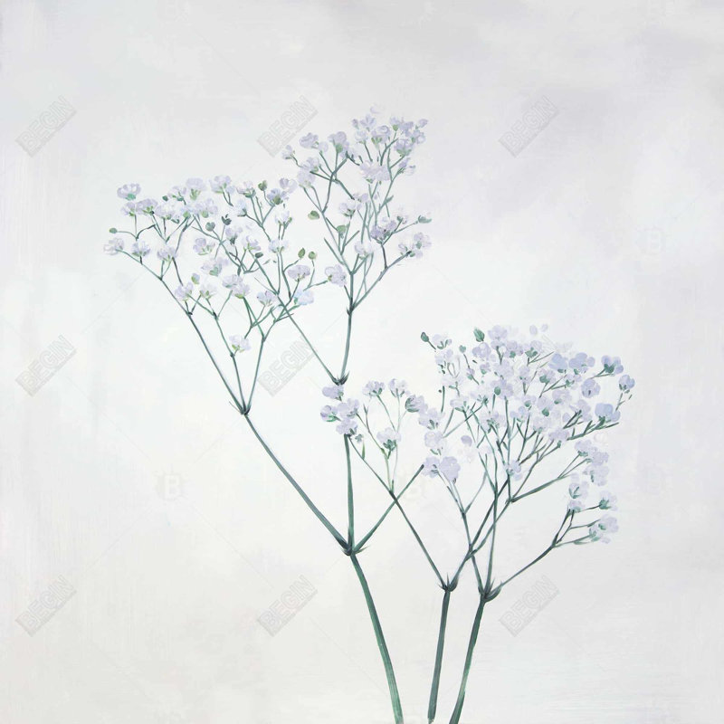 " Baby's-breath Flowers "