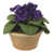 Purple selected