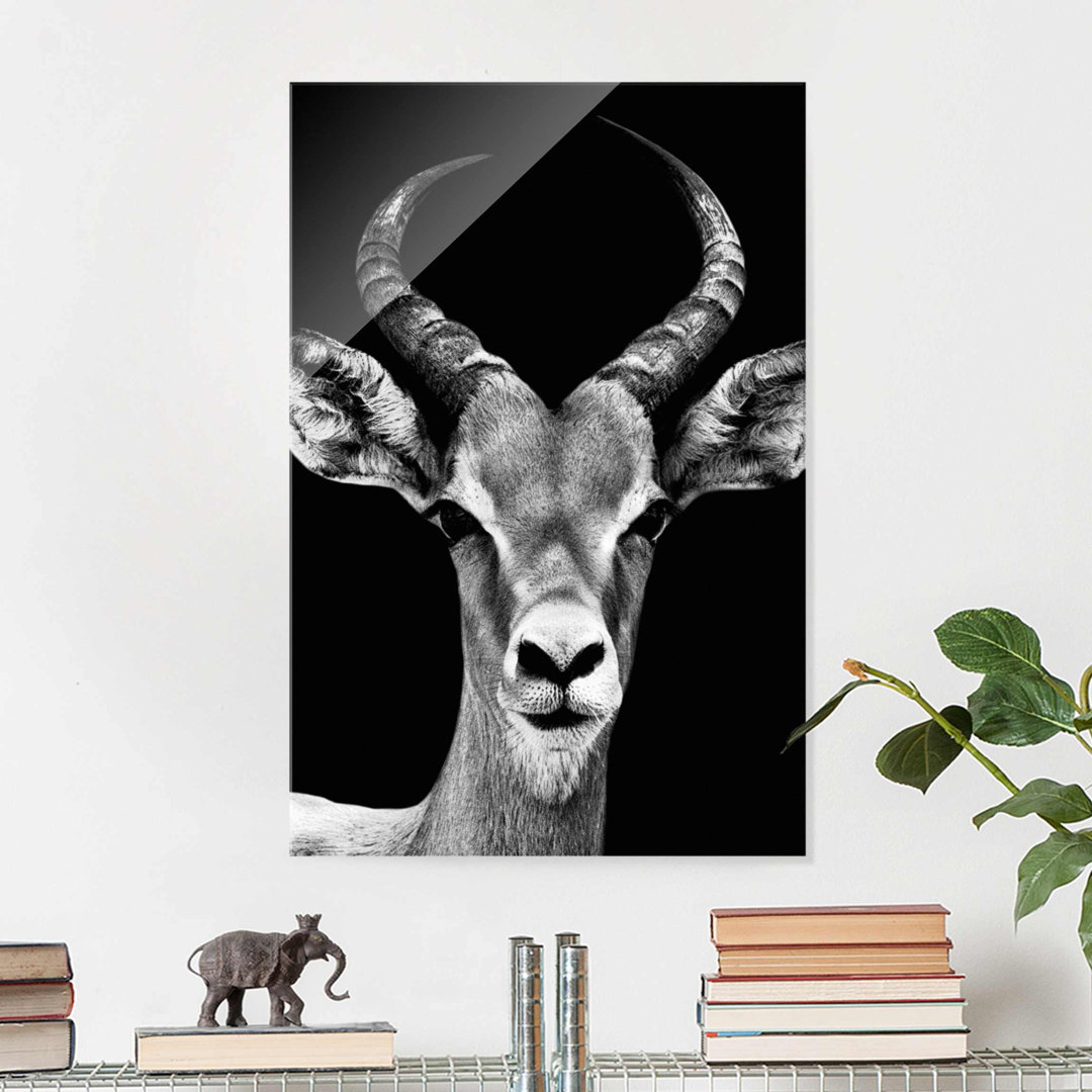 Glasbild Impala Antilope in Schwarz und Weiß