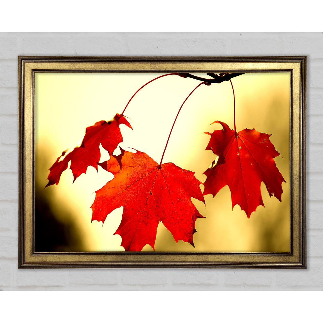 Red Oak Leaves Close Up - Einzelner Bilderrahmen Kunstdrucke