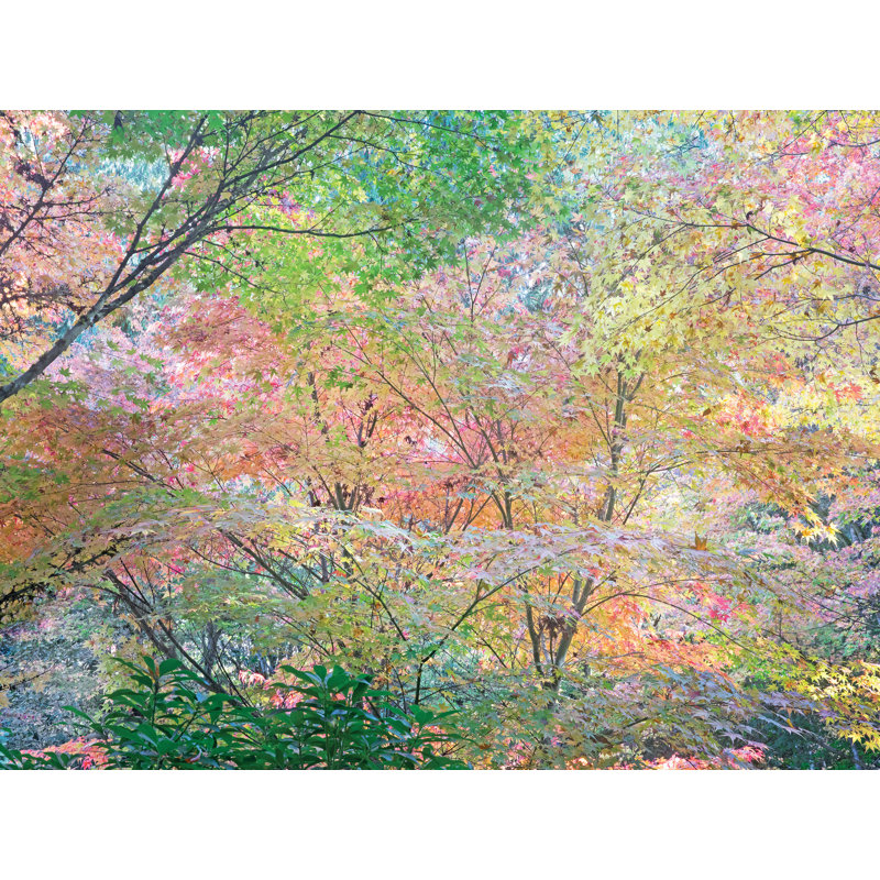 Autumn Maples Design Print by Bruce Heinemann, 25" H x 33" W, Black Framed Canvas