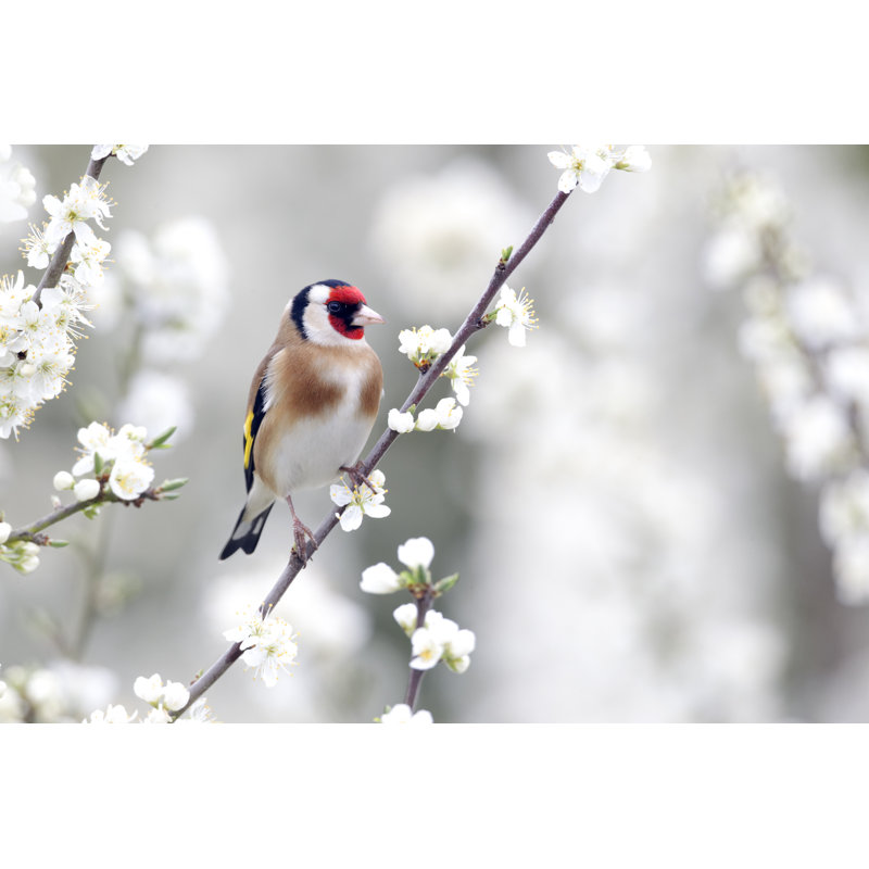 Goldfinch Sitting On Branch - Wrapped Canvas Print, 61cm H x 91cm W