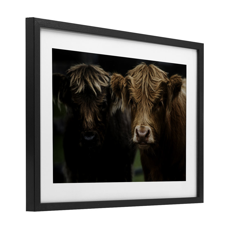 «Cow faces Highland pair», reproduction sous verre encadrée, conception par Amy Carroll, H 14 po x l 20 po, Cadre noir minuit