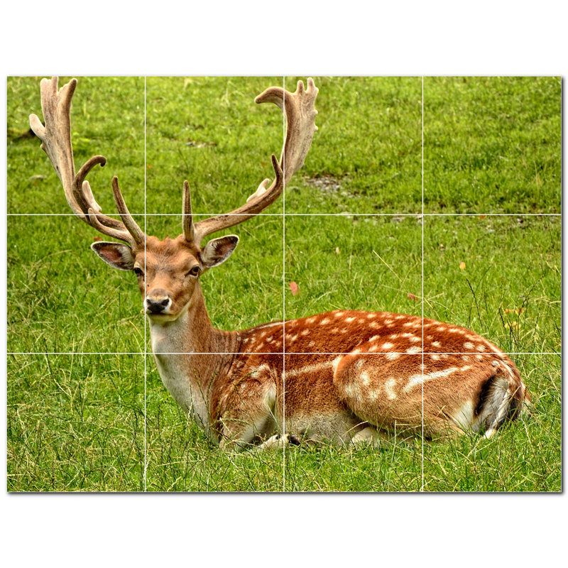 Carrelage mural décoratif photo 48 "x 36" cerf PT500461: 12 "x 12" (ensemble de 12)