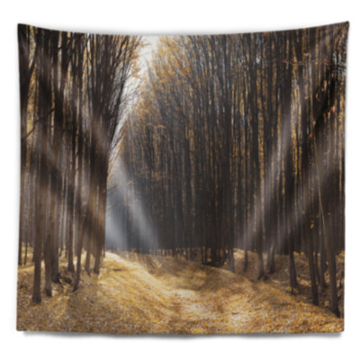 Lumière sur le chemin forestier, tapisserie panoramique