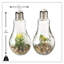 Ensemble de terrarium en verre 2 pièces Edison