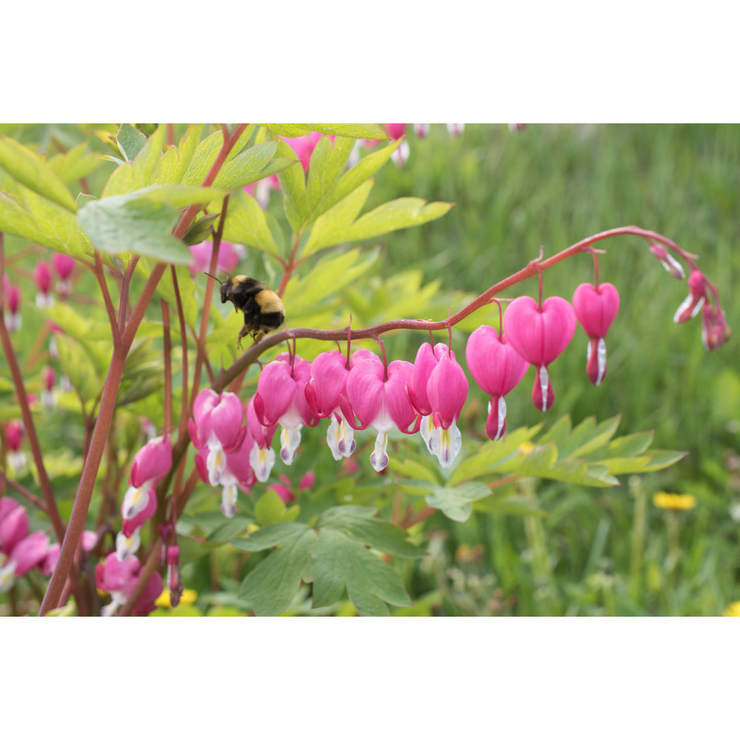 Bleeding Hearts Close Up - Leinwanddrucke auf Wrapped Canvas