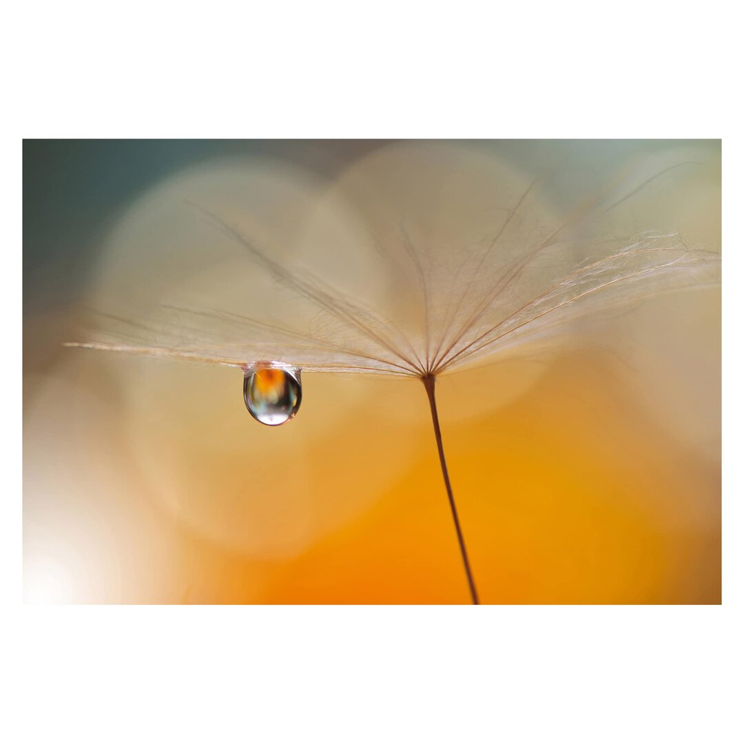 Matte Fototapete Löwenzahn in Orange 2,25 m x 336 cm