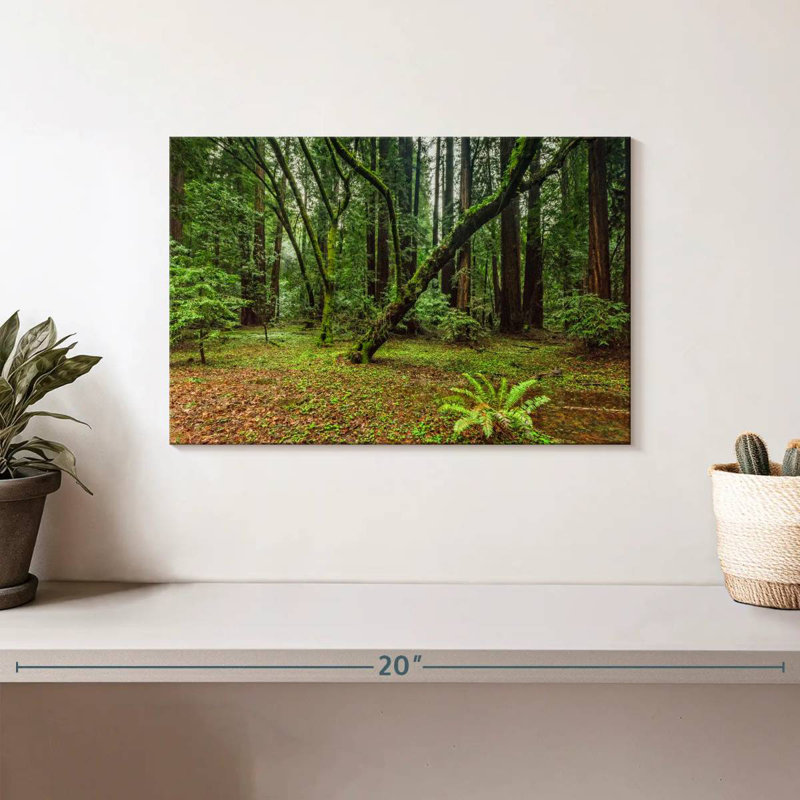 Forêt Alvord Muir Woods, H 8 po x l 12 po