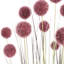 Fausse herbe de pampas 48 po
