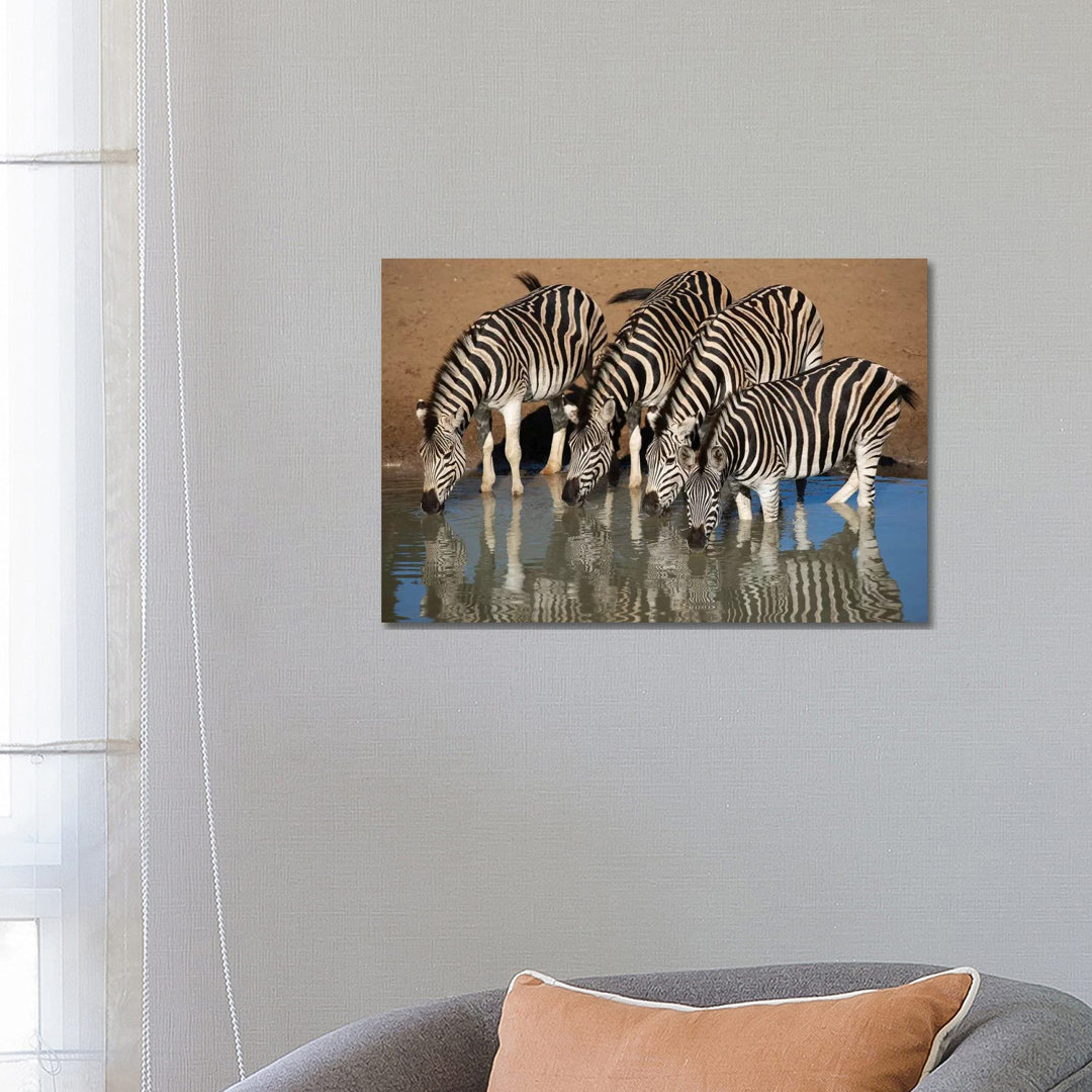 Zebras Drinking by Mogens Trolle - Wrapped Canvas Print