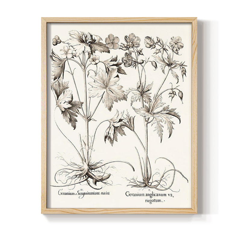 Sépia Besler Botanicals V, reproduction encadrée - bois massif, H 21 po x l 17 po