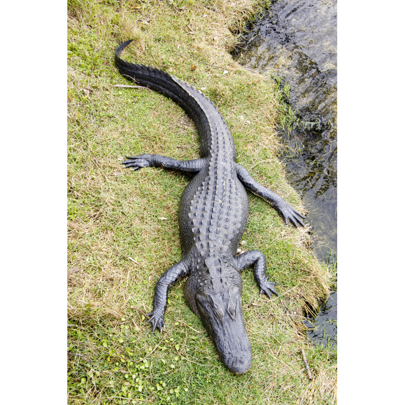 Alligator by Lisay - No Frame Art Prints on Canvas, 46cm H x 30cm W